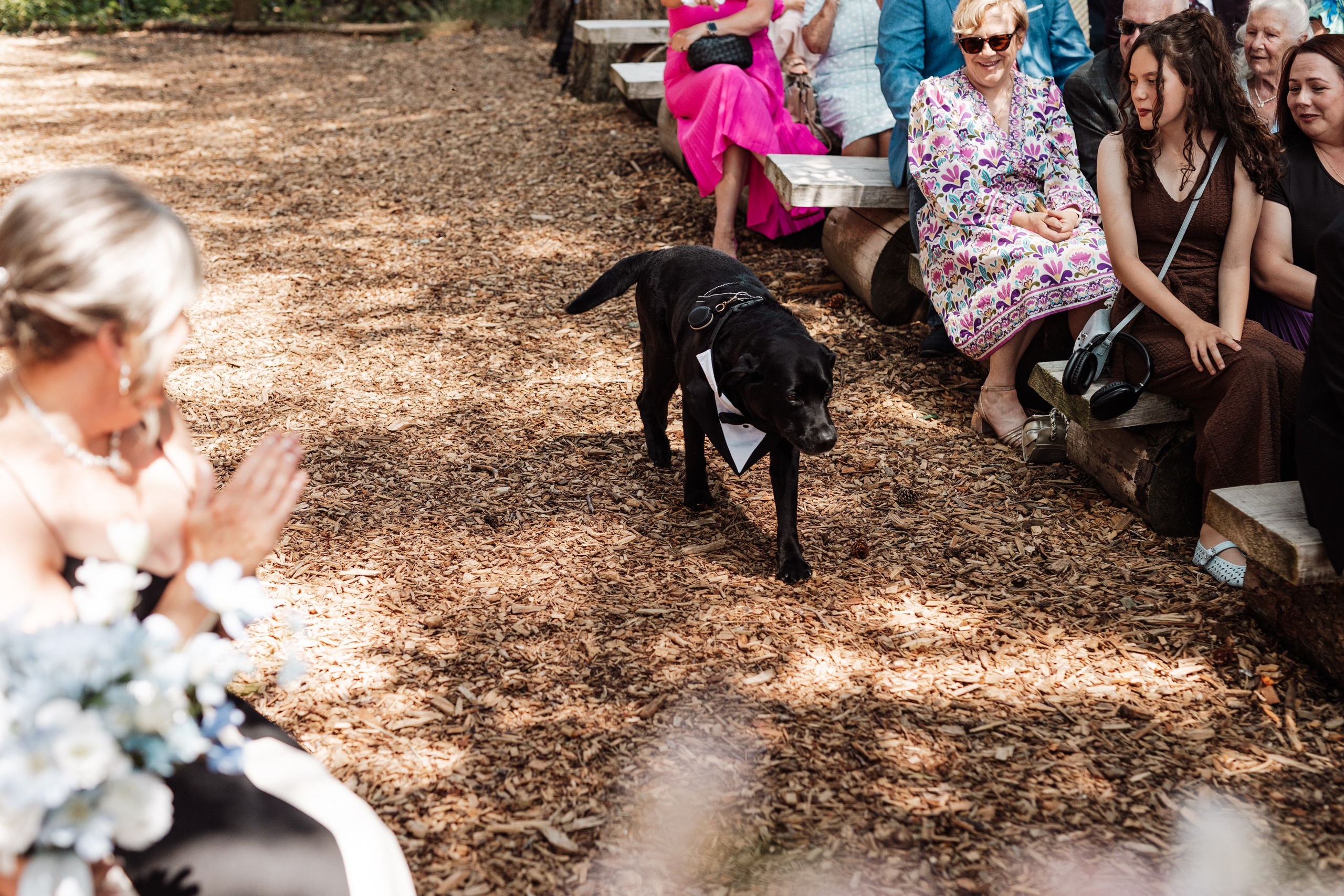 Dog as Ringbearer at Wedding