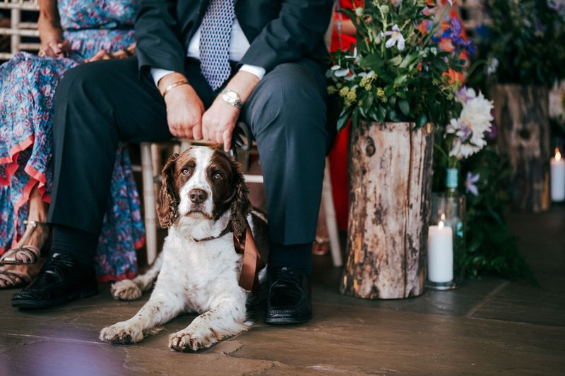 Dog at Wedding