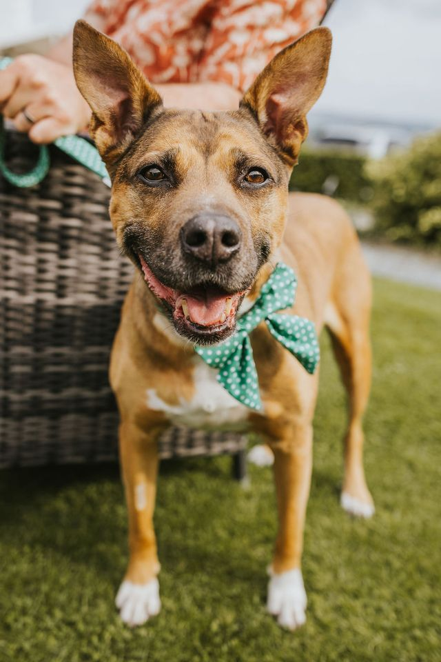Dog Wearing Bow Tie at Wedding